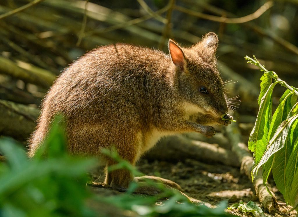 Pademelon